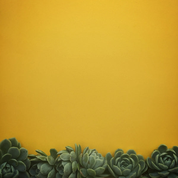 Succulents in Orange