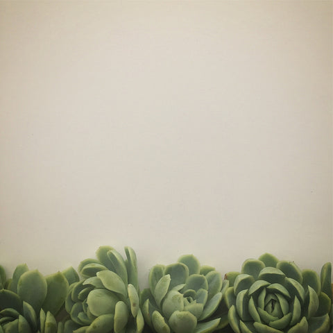 Succulents in Grey
